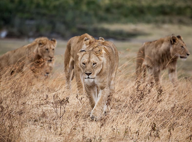 Big Five encounters