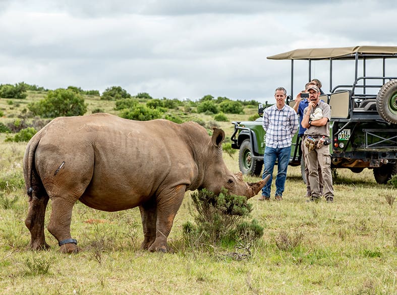 Rhino walking safari